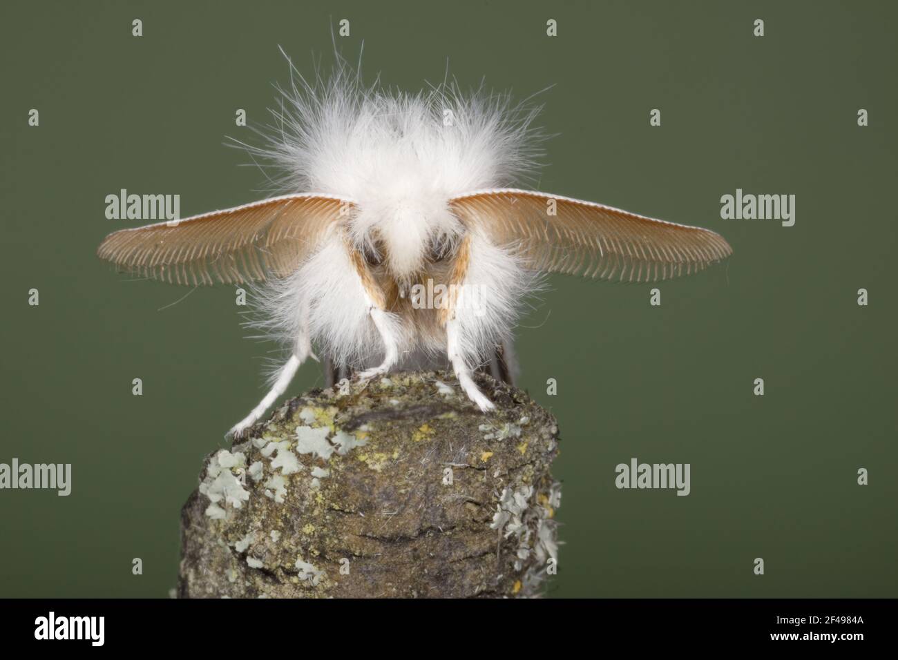 Brown-tail Moth - male showing antennae Pest species larvae causes urticae Euproctis chrysorrhoea Essex, UK IN000956 Stock Photo