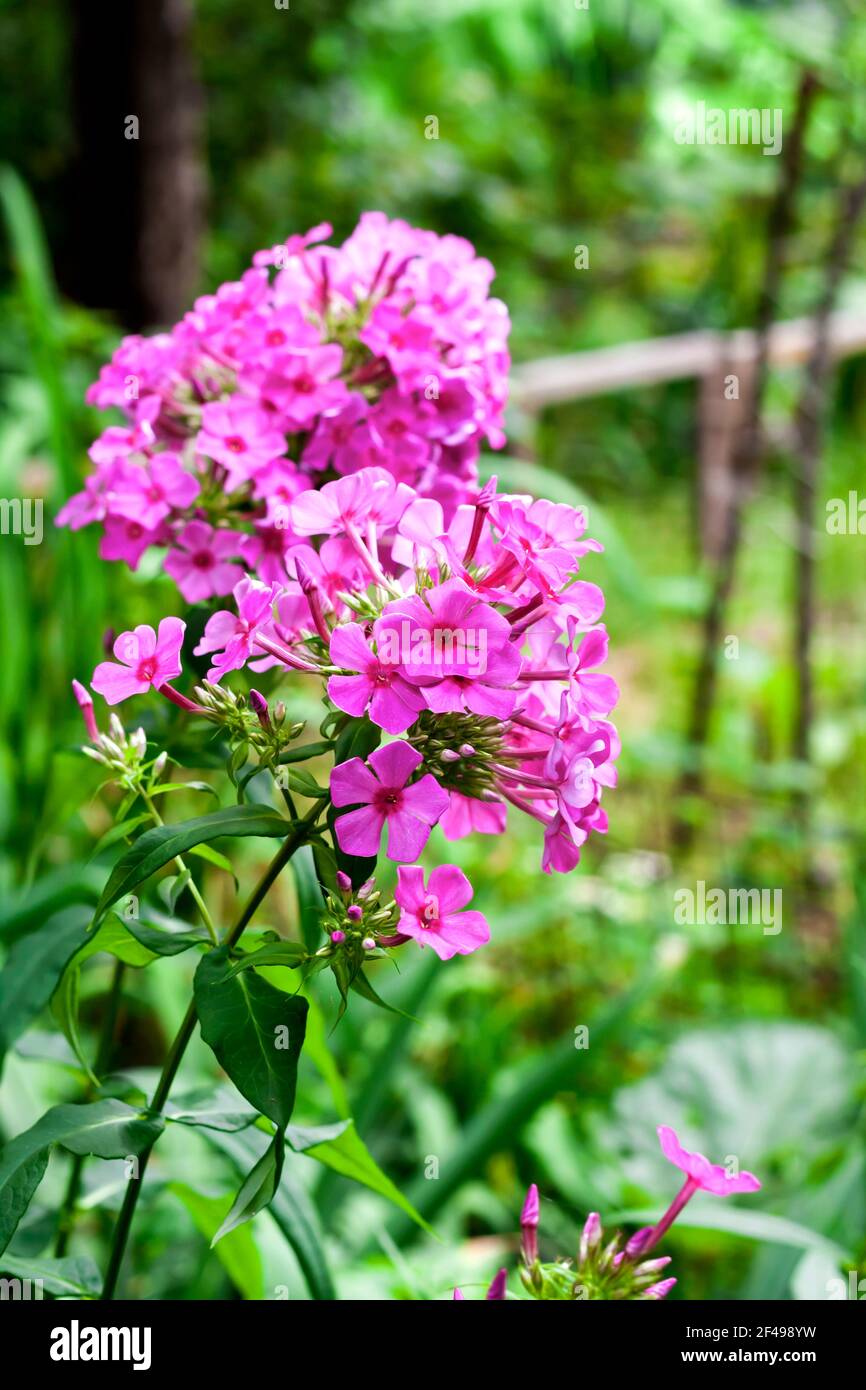 Purple garden Phlox closeup on green foliage background Stock Photo