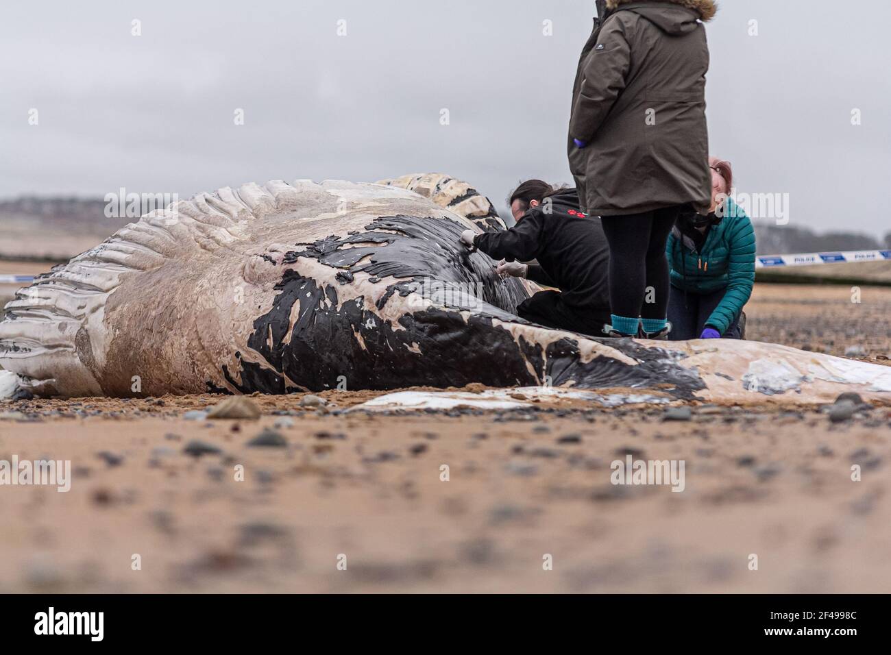 Blyth, England. 19th March 2021. An 11m juvenile humpback whale is seen washed up on Blyth beach, Northumberland. After Northumbria Police set up a cordon and whale rescue experts stated that the animal had been dead long before it was washed up and that it is already decomposing. Experts are seen measuring and taking samples. Credit: Majority World CIC/Alamy Live News Stock Photo