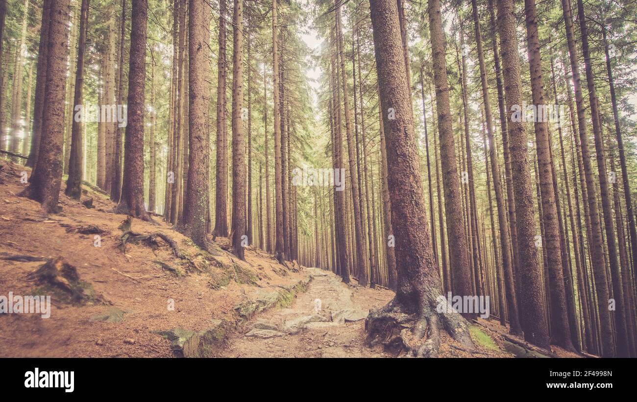 Magic forest hi-res stock photography and images - Alamy