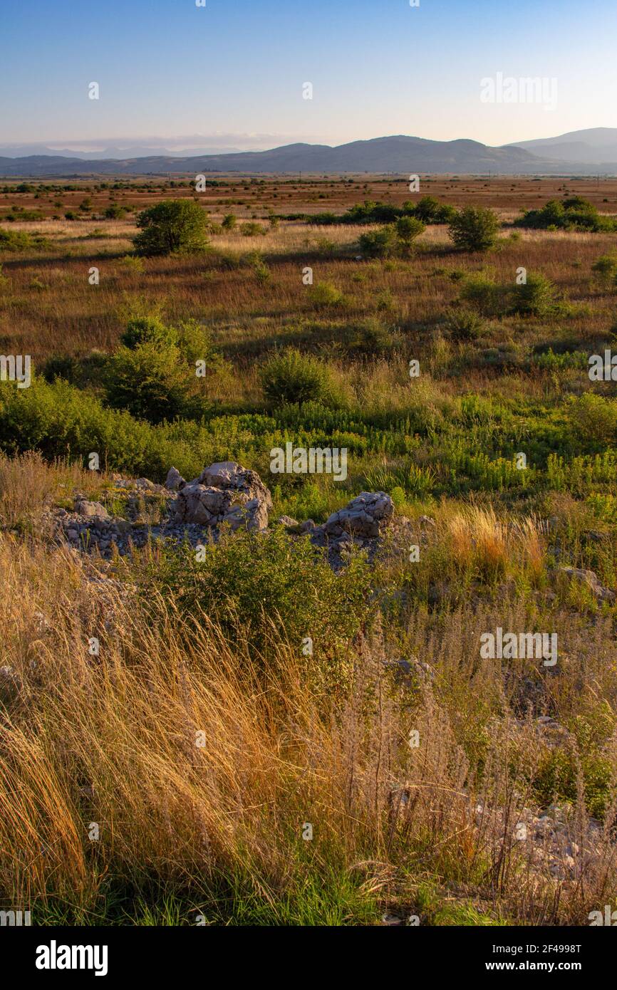 Mediterranean shrubland field in summer Stock Photo Alamy