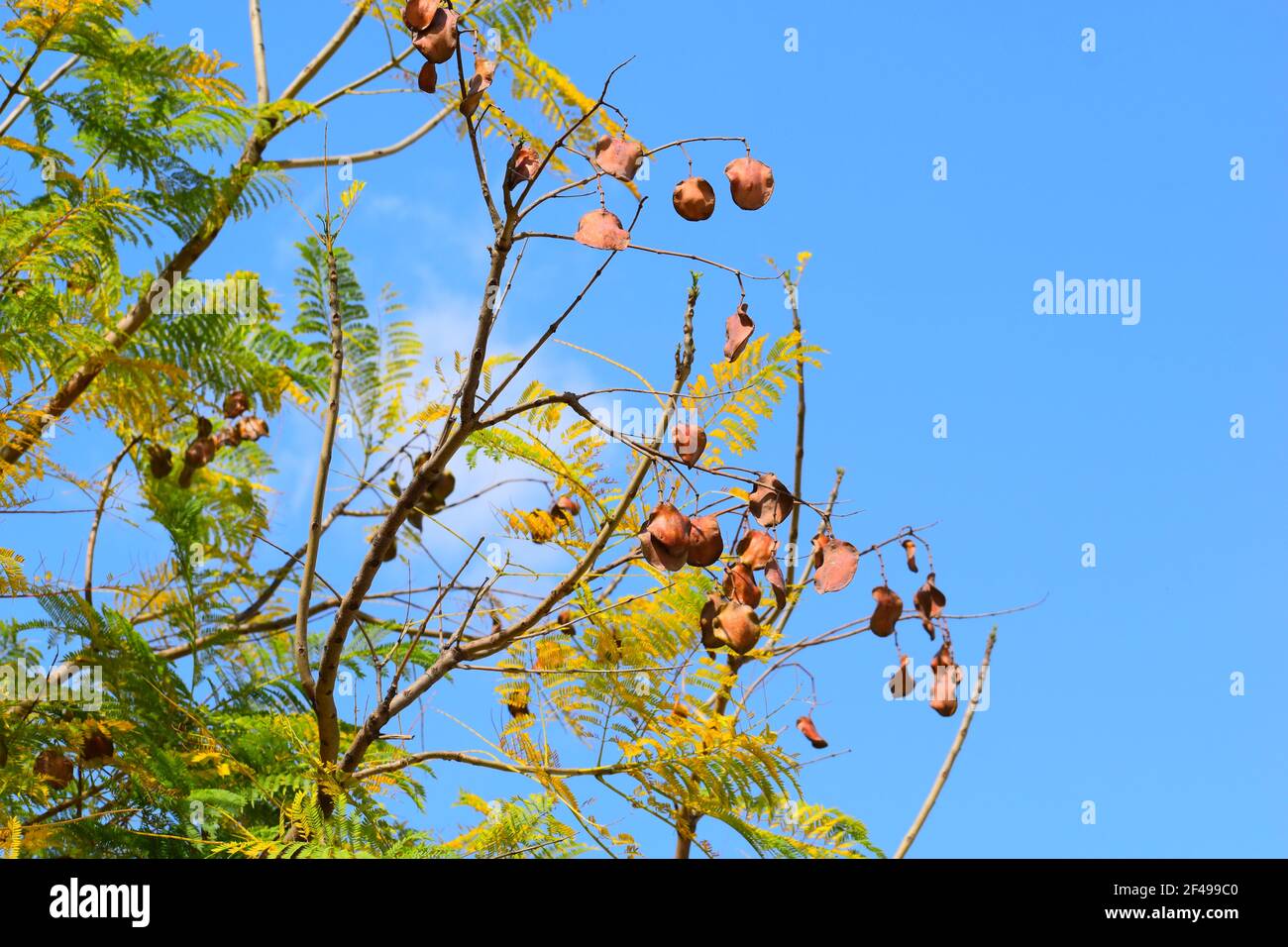 Dry leaves on fresh branches. Blue background. Stock Photo