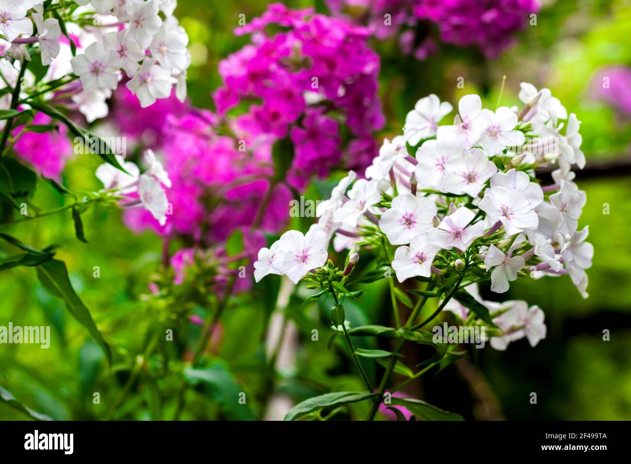 White and purple garden Phlox closeup on green foliage background Stock Photo