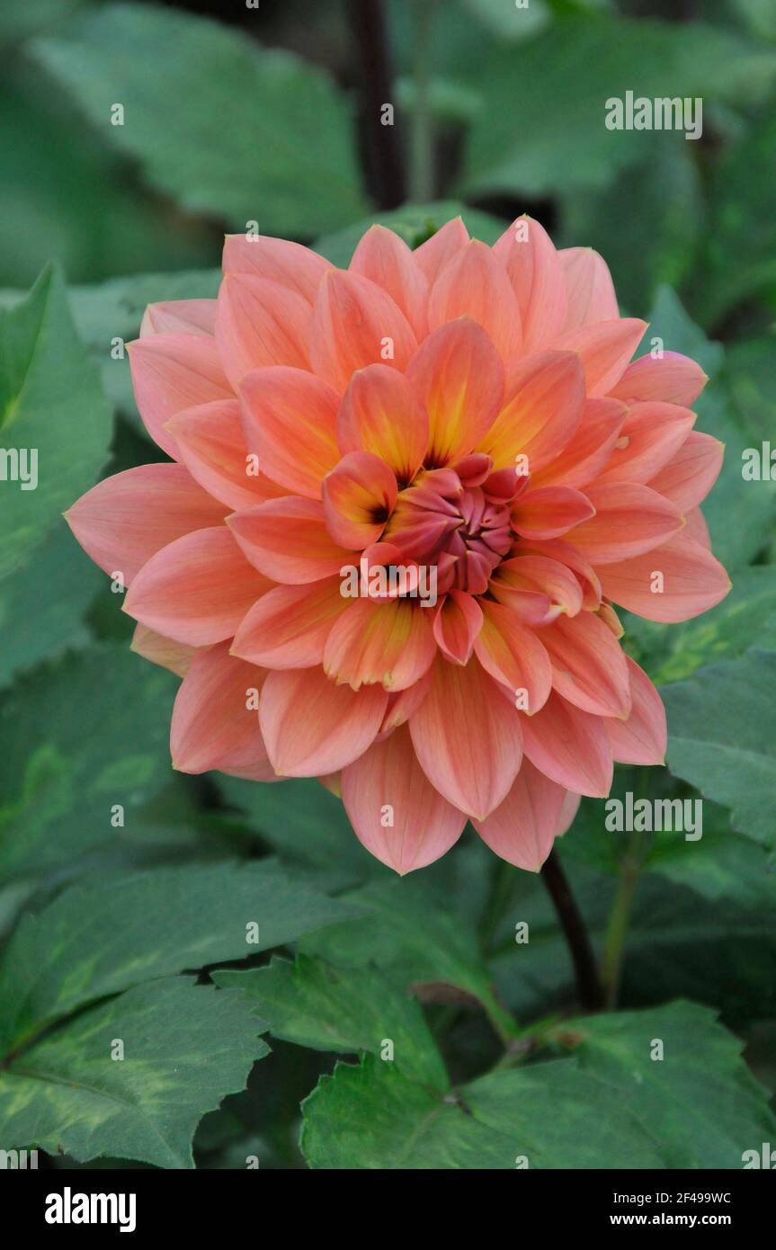 Dahlia ‘gerrie hoek’ hires stock photography and images Alamy