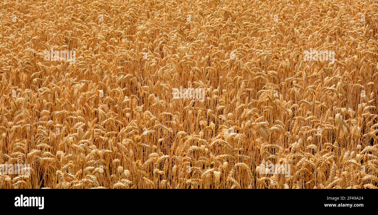 Grain field before harvest in banner Stock Photo - Alamy