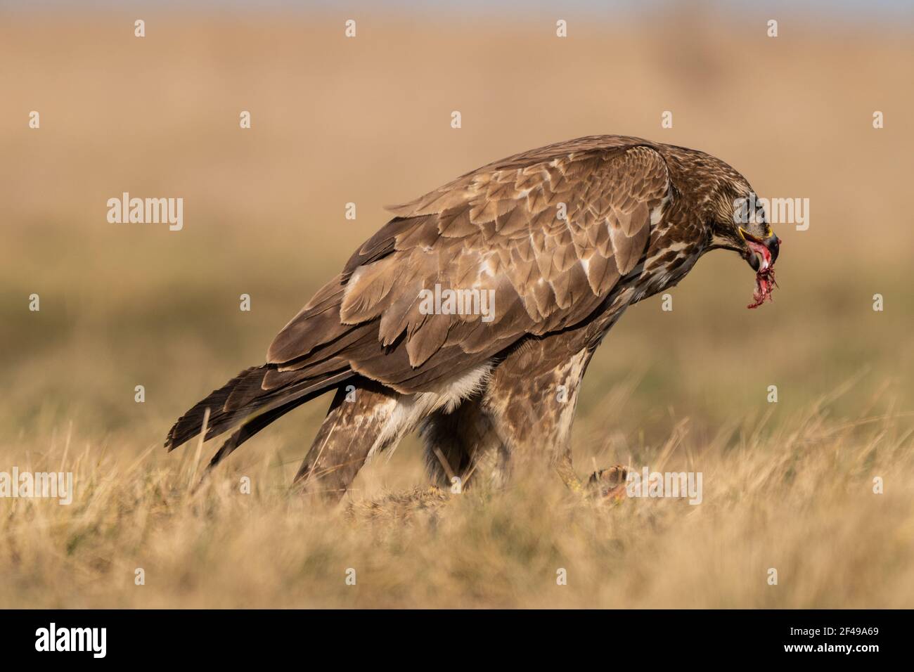 common buzzard eating alone on grass Stock Photo Alamy