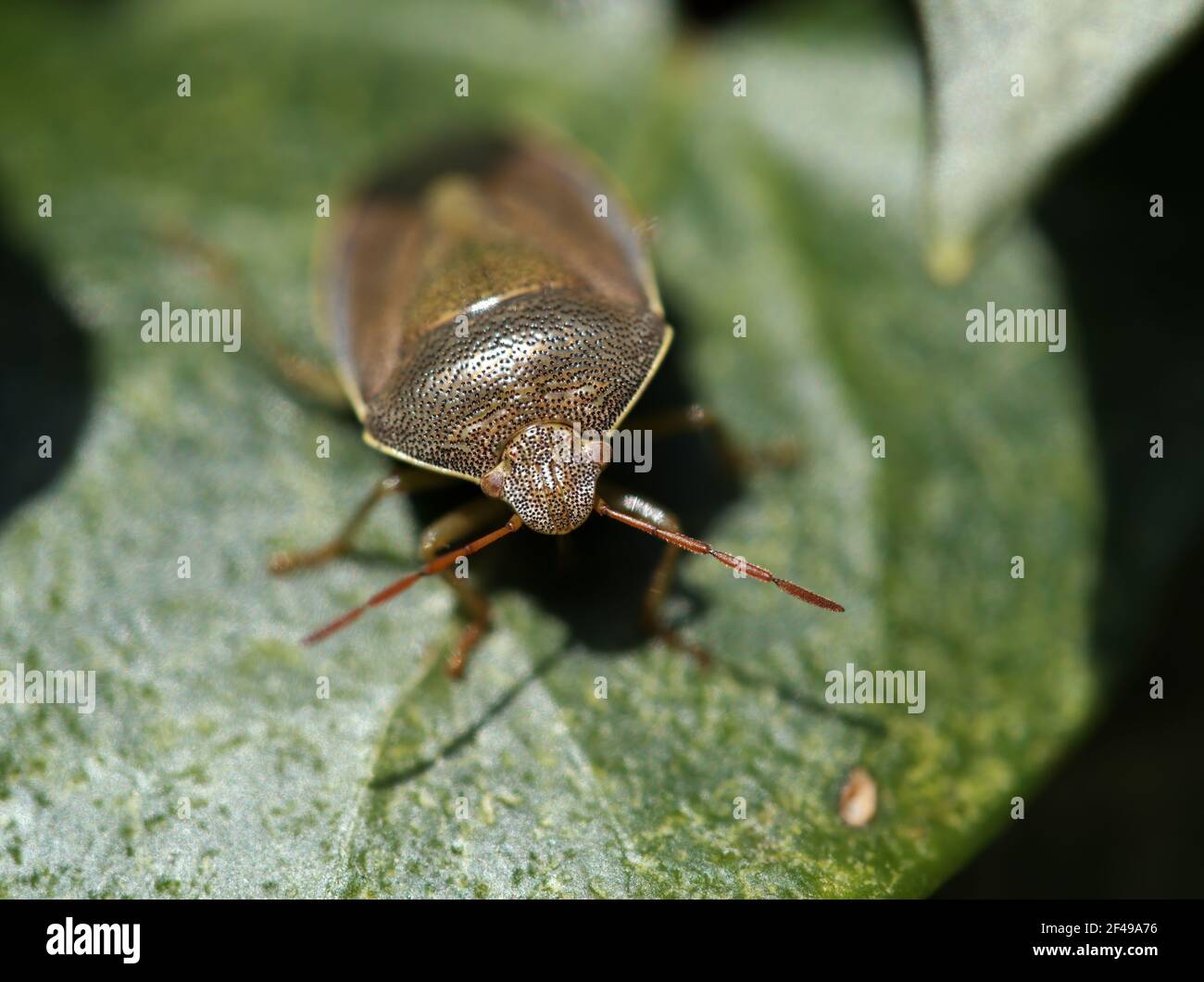 Macro of adult Common Green Shieldbug in winter colour Stock Photo
