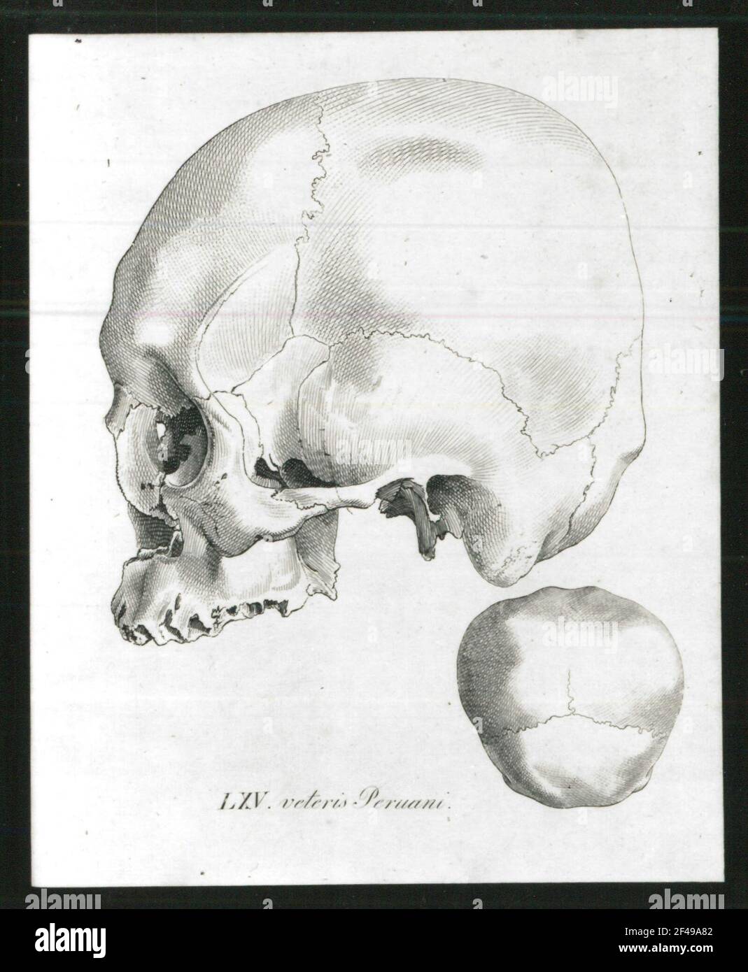 Skull of an old Peruvian (laterally without lower jaw and from above). Stitch, 20.7 x 15.4 cm. Off: Jo. Fried. Blumenbachii: Nova Pentas Collectionis Suae Craniorum Diversarum Gentium .. Image LXV, Göttingen, 1828. Dresden, Slub Physiol.136.b Stock Photo