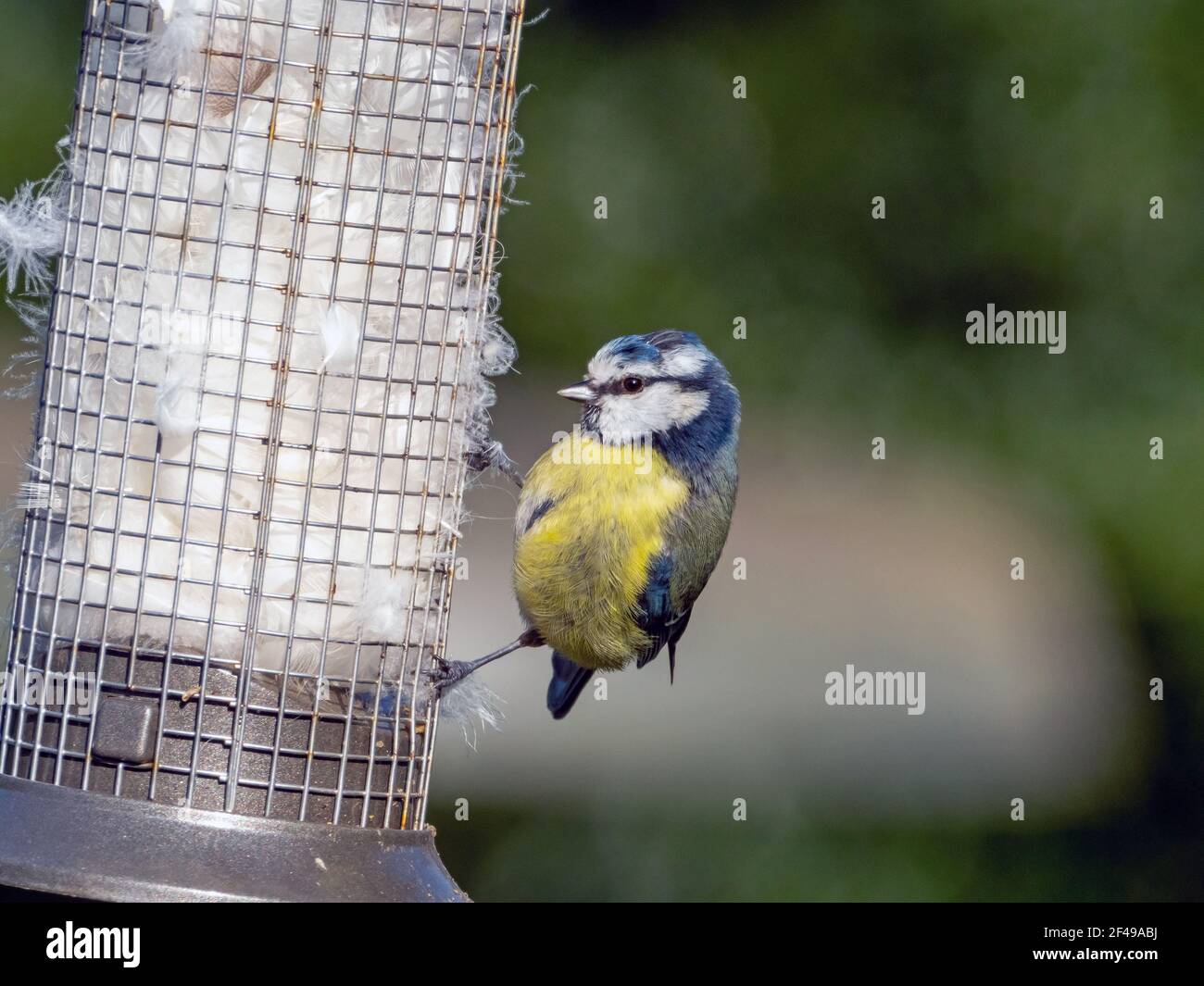 Blue Tit collecting feathers during nesting season Stock Photo