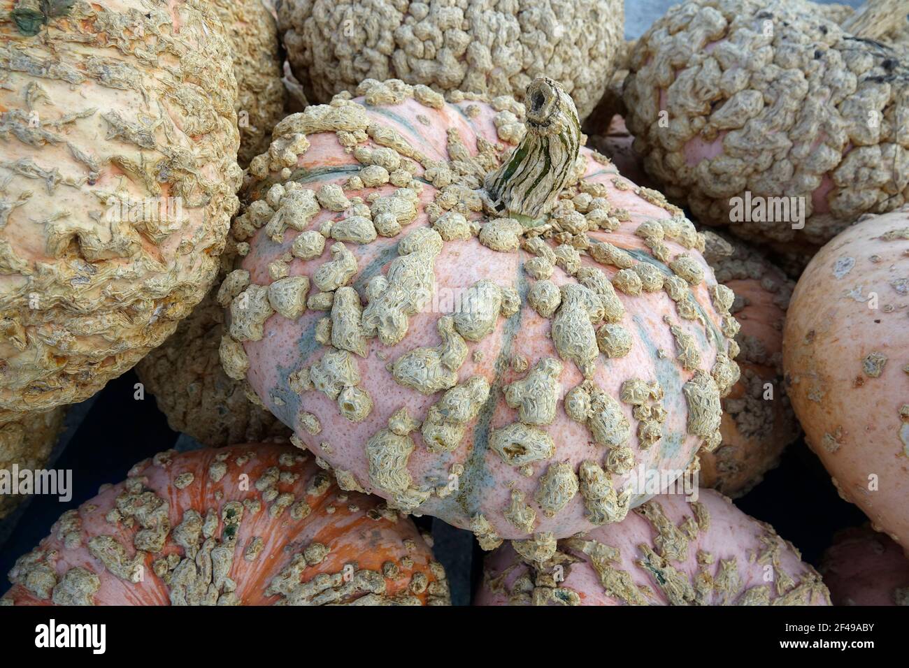 Squash disease hires stock photography and images Alamy