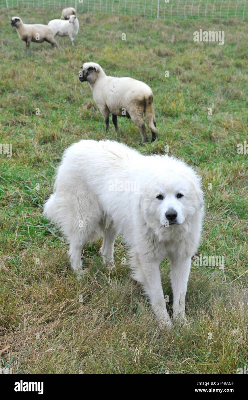 A Sheep Dog guarding sheep and other livestock at a farms Stock Photo