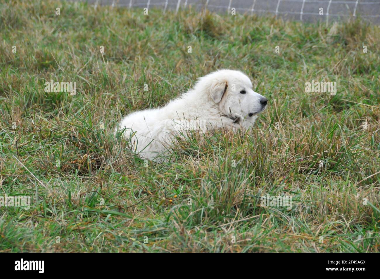 Photo of a Sheepdog Sitting on the Grass Outside of a Barn Stock Photo