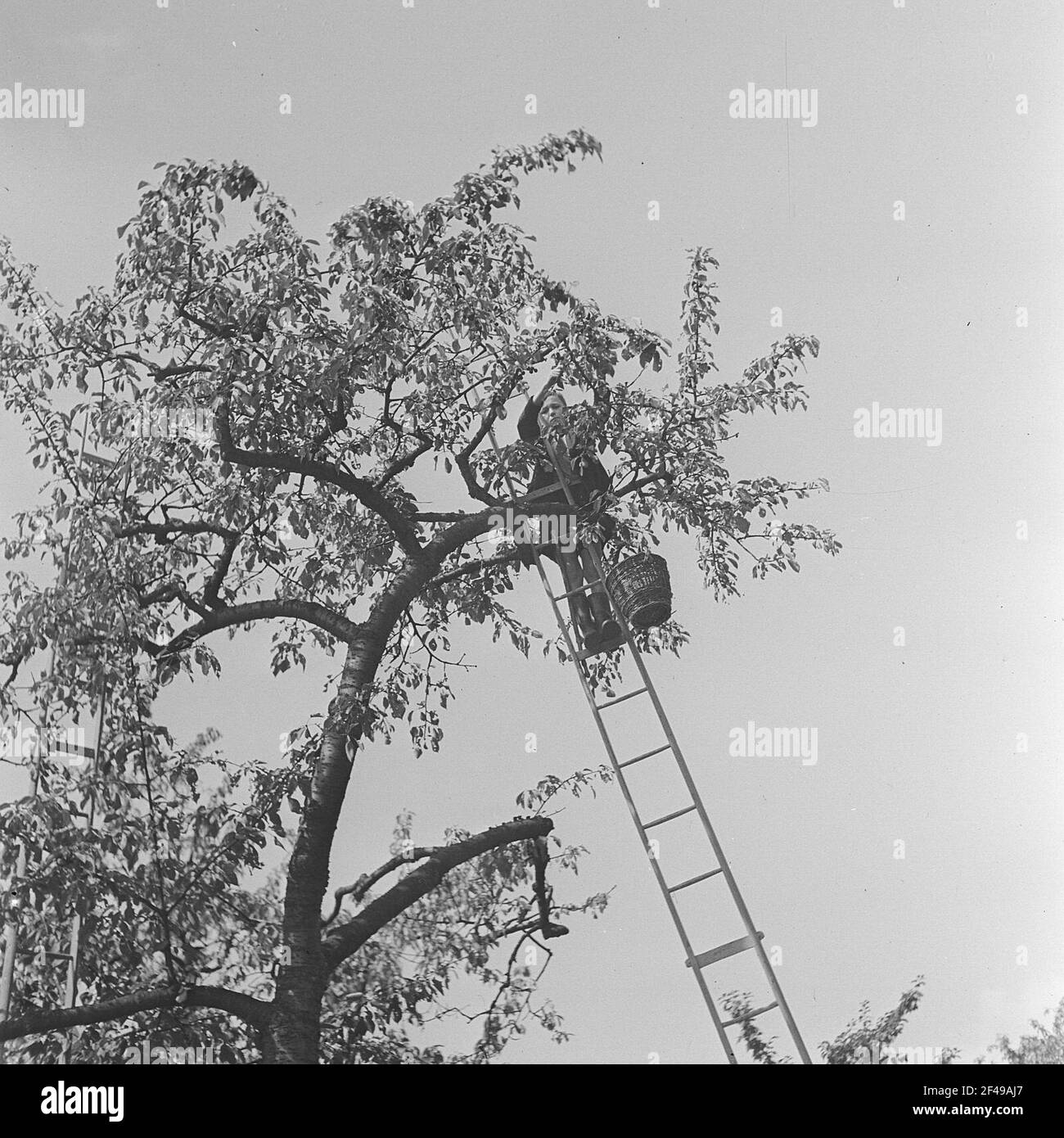 Harvest helper on a ladder when picking cherries Stock Photo