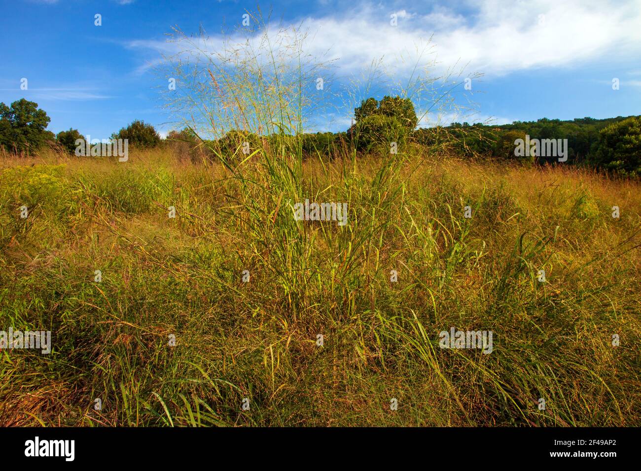 Switch Grass grows in a wild meadow of native wildflowers and grasses on a former golf couse at Cherry Valley National Wildlife Refuge in Pennsylvania Stock Photo