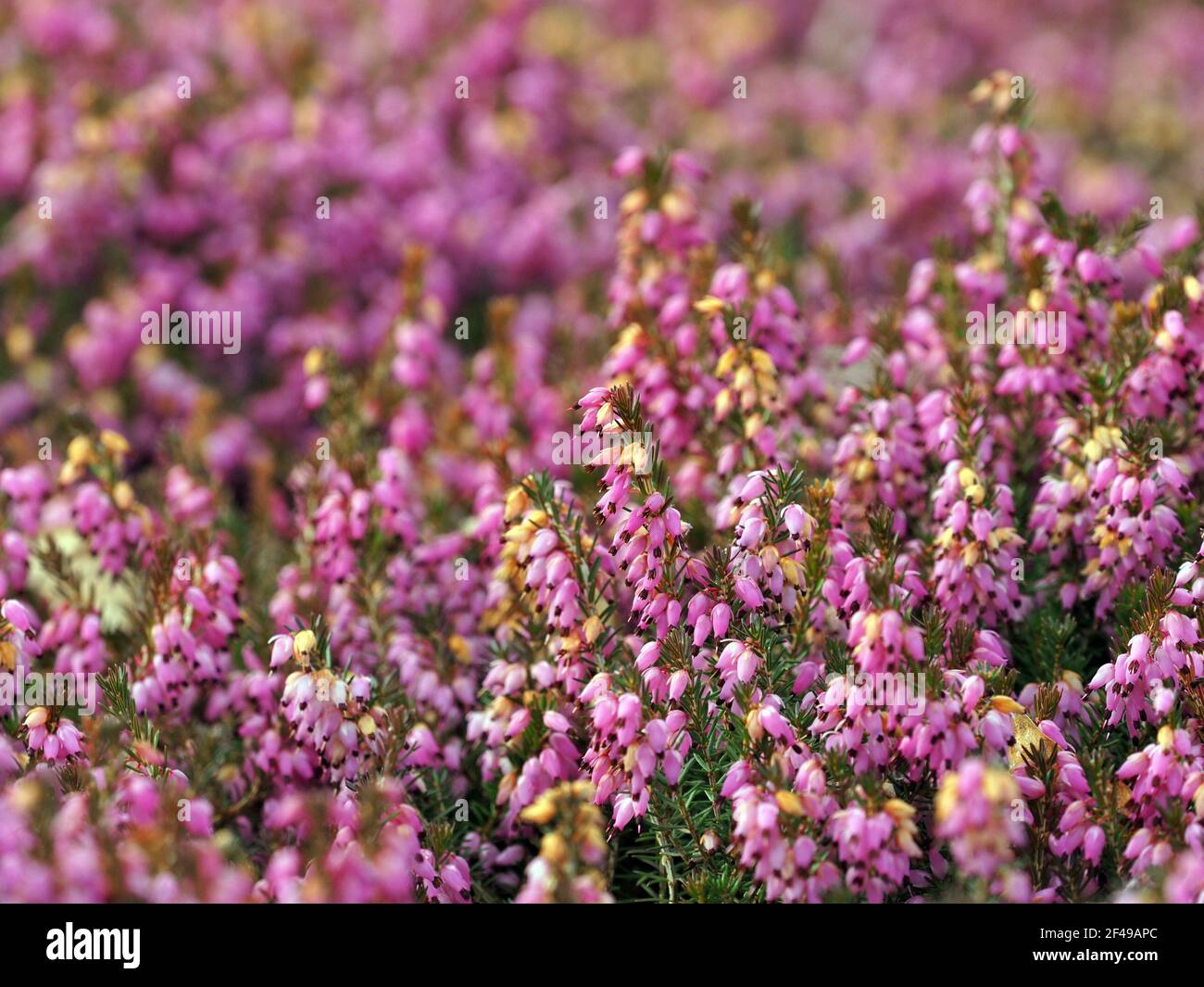 Potsdam, Germany. 18th Mar, 2021. Snow heather 'Winter Beauty' (Erica carnea) grows on a bed on Friendship Island. The plant, also called winter heather, belongs to the heather family. Credit: Soeren Stache/dpa-Zentralbild/ZB/dpa/Alamy Live News Stock Photo
