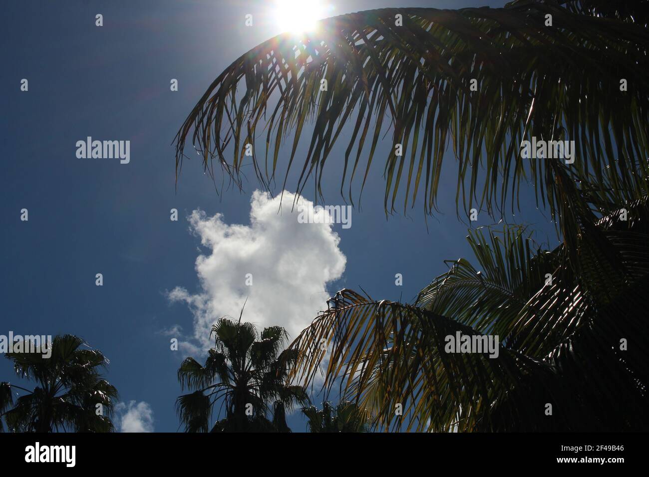 Tall palm trees filter hi-res stock photography and images - Alamy
