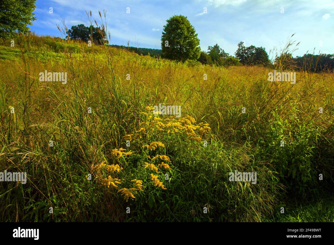 A wild meadow of native wildflowers and grasses on a former golf couse at Cherry Valley National Wildlife Refuge in Pennsylvania Stock Photo