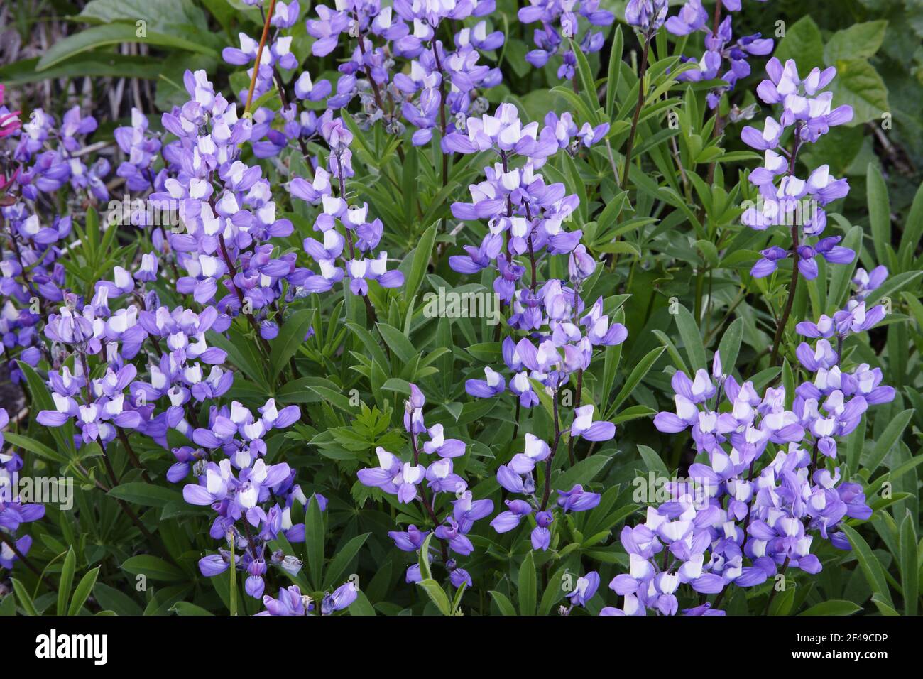 Broadleaf Lupin(Lupinus latifolius) Paradise Mount Rainier National Park Washington State, USA PL000477 Stock Photo