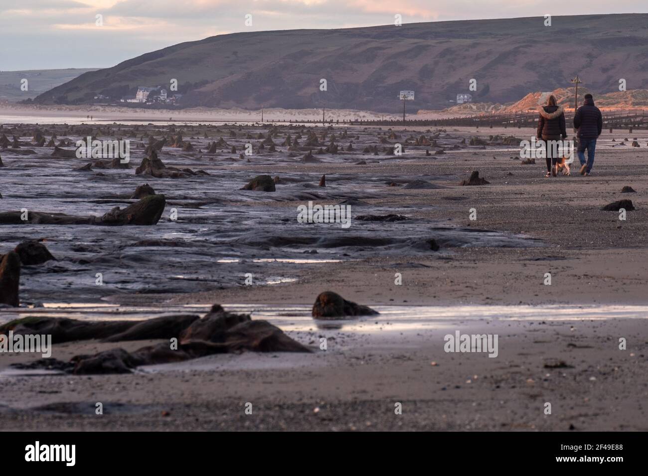 Borth, Ceredigion, Wales, UK. 19th March 2021 UK Weather: Low tide after a stormy few weeks have uncovered the submerged forest at Borth. © Rhodri Jones/Alamy Live News Stock Photo
