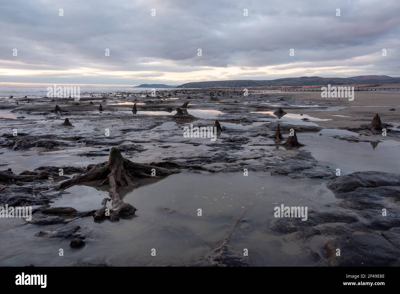 Borth, Ceredigion, Wales, UK. 19th March 2021 UK Weather: Low tide after a stormy few weeks have uncovered the submerged forest at Borth. © Rhodri Jones/Alamy Live News Stock Photo
