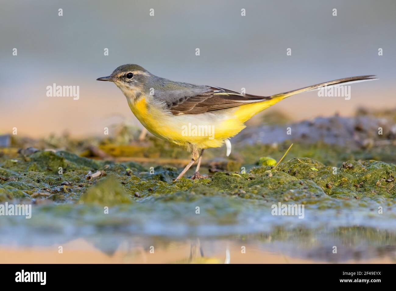 Grey Wagtail (Motacilla cinerea), side view of an adult in winter plumage standing on the ground, Campania, Italy Stock Photo