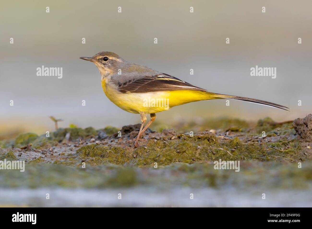 Grey Wagtail (Motacilla cinerea), side view of an adult in winter plumage standing on the ground, Campania, Italy Stock Photo