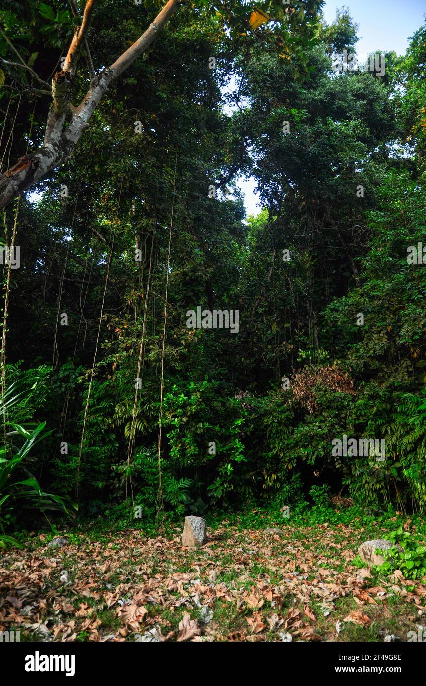 A vertical shot of green trees in a backyard garden Stock Photo - Alamy