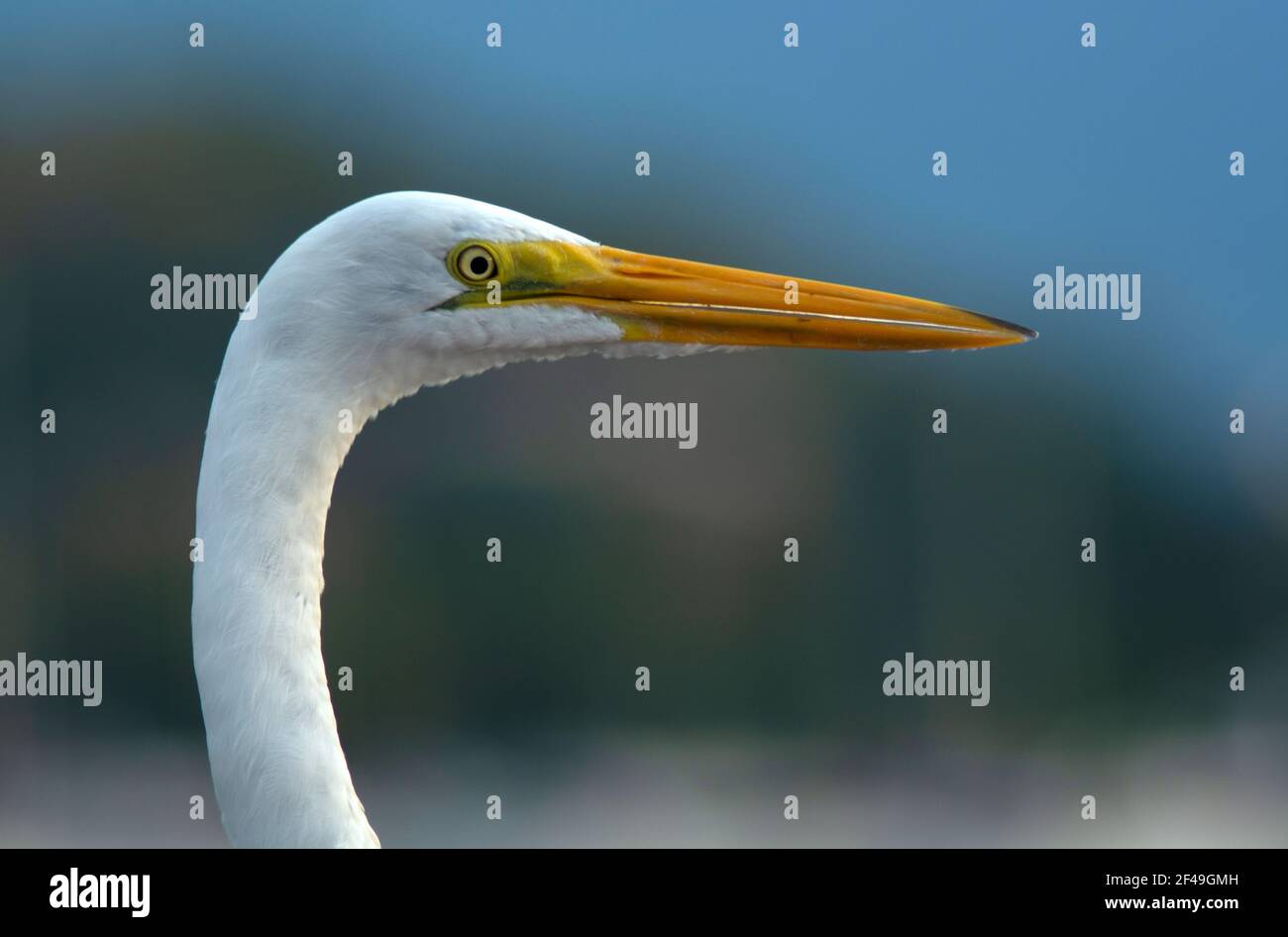 Egret head close-up at Ilhabela island, Brazil. Stock Photo