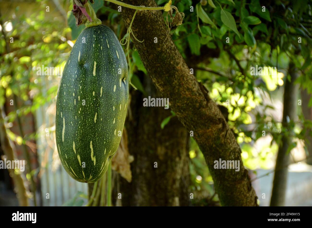 the green ripe pumpkin with vine in the garden Stock Photo - Alamy