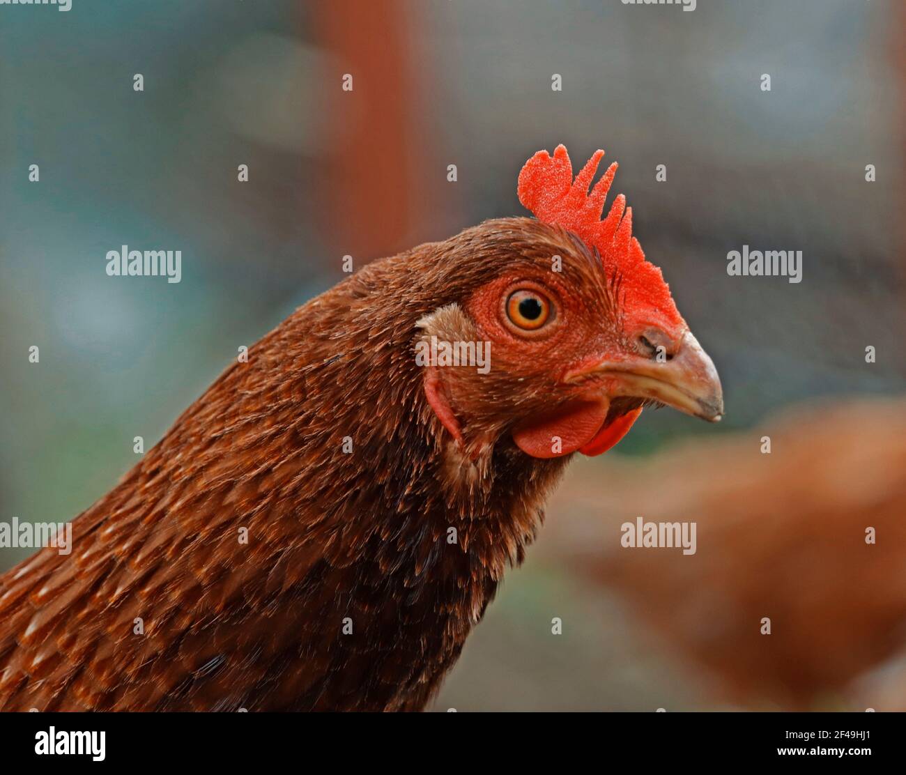 A close up of an ISA Brown chicken in a chicken coop Stock Photo
