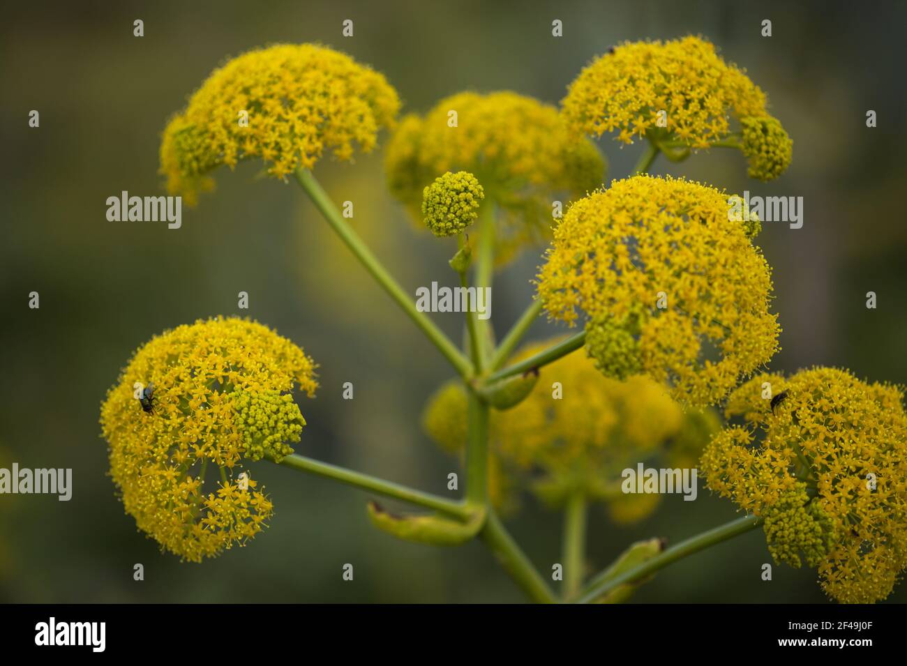 Flora of Gran Canaria -  flowering Ferula linkii, Giant Canary Fennel endemic to the Canary Islands Stock Photo