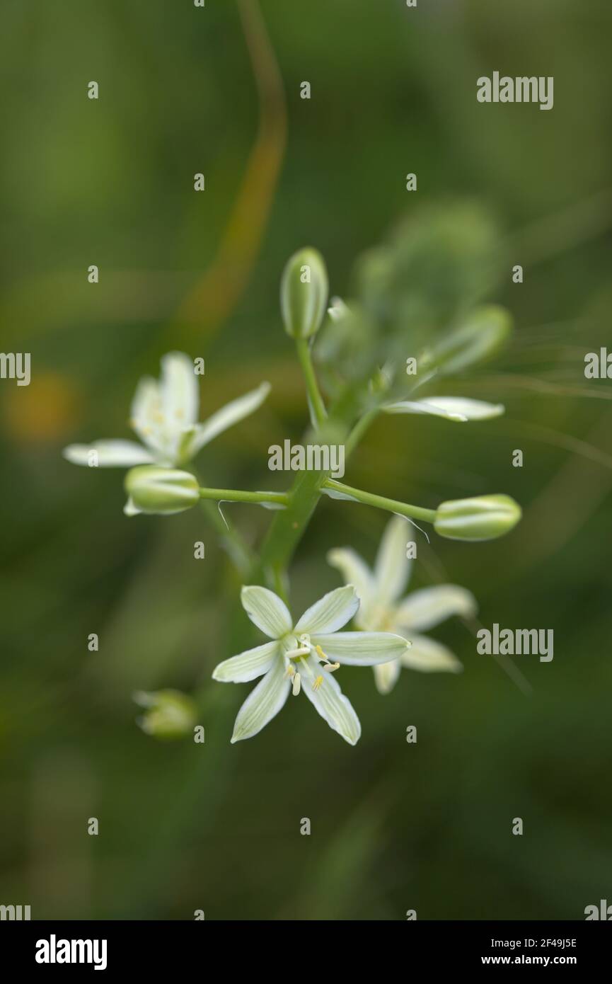 Flora of Gran Canaria - Ornithogalum pyrenaicum,  spiked star of Bethlehem natural macro floral background Stock Photo