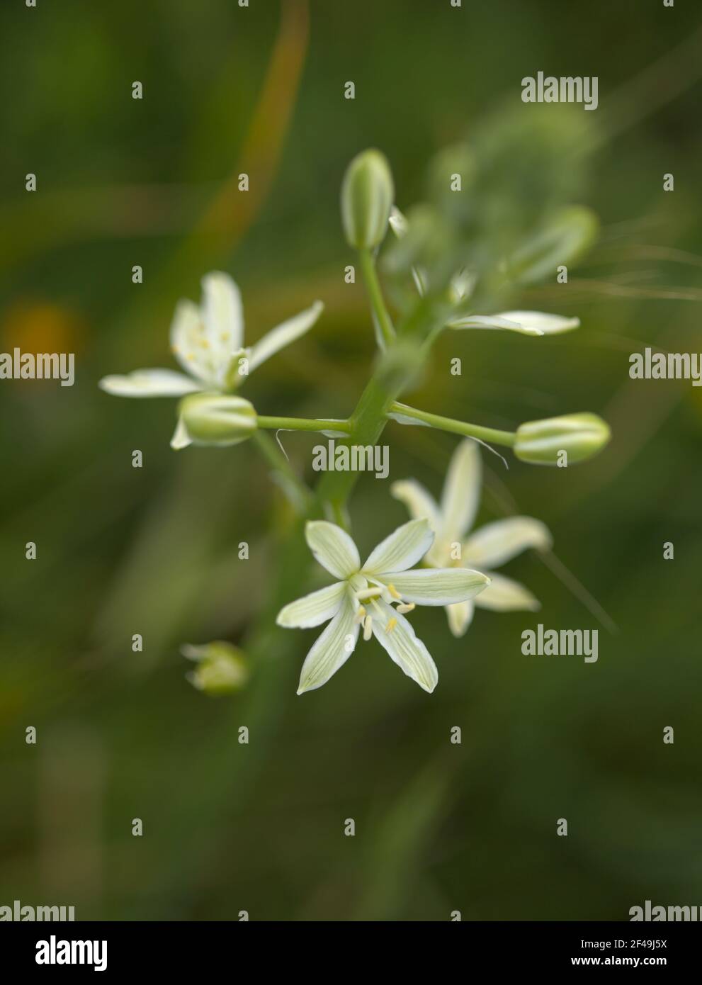 Flora of Gran Canaria - Ornithogalum pyrenaicum,  spiked star of Bethlehem natural macro floral background Stock Photo