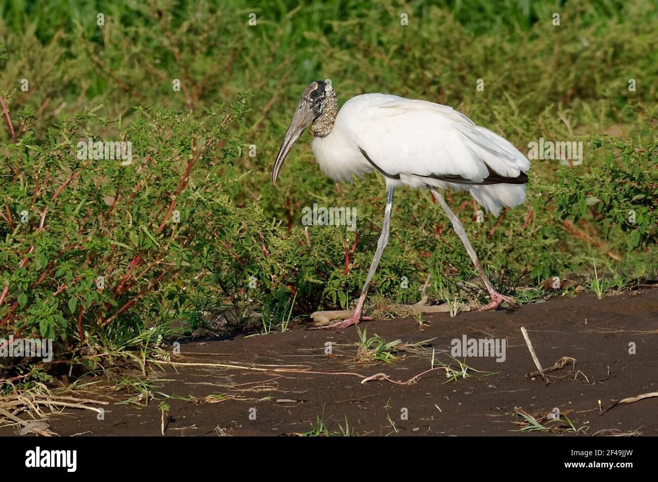 Stork Rica Wood Stork (Mycteria americana) at Tarcoles River - Costa Rica Stock ...