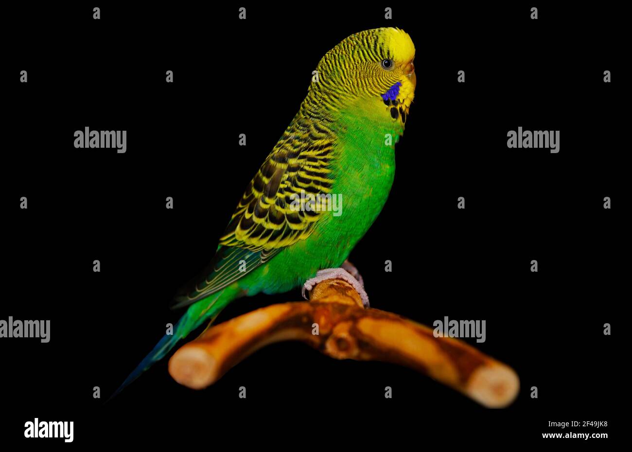 A green budgericar (Melopsittacus undulatus) standing on a perch, isolated in black background Stock Photo