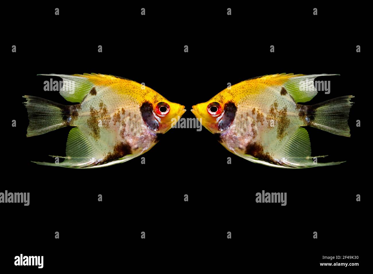 Angelfish (Pterophyllum scalare), also known as the freshwater angelfish, isolated in black background. Composite picture of two fish. Stock Photo