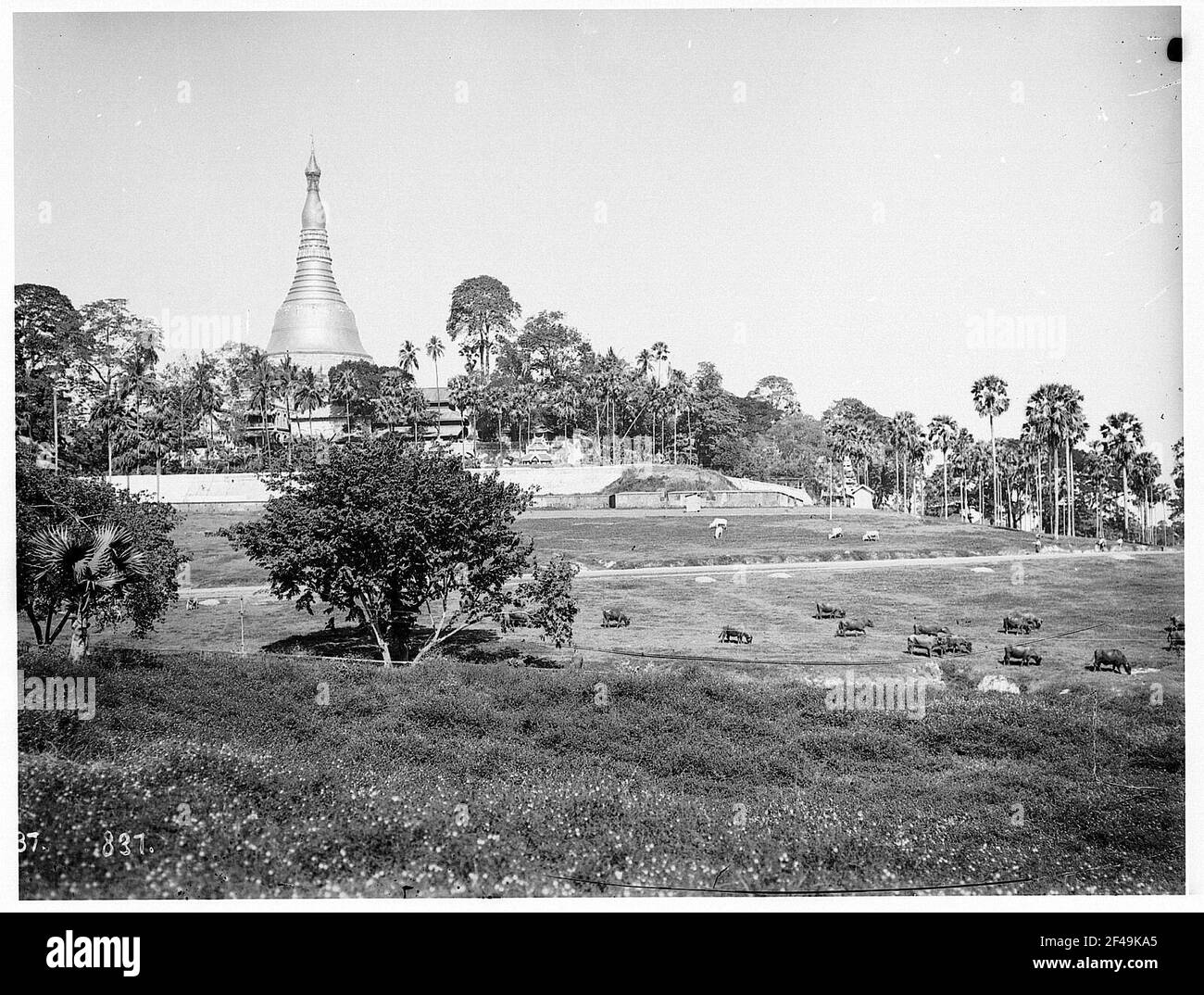 Rangonn, Burma. Landscape with cattle pasture against Shwedagon pagoda Stock Photo