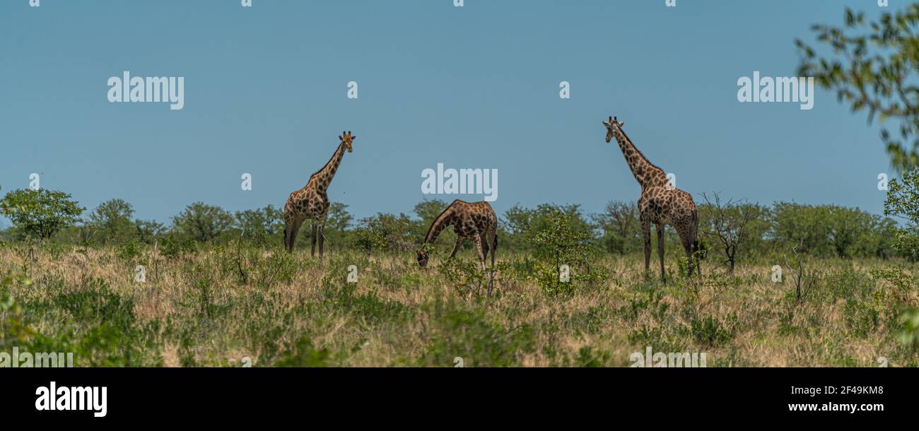 South African giraffe, Rotschild Giraffe walking at the savanna in the Etosha National Park, Namibia, Africa, panorama Stock Photo