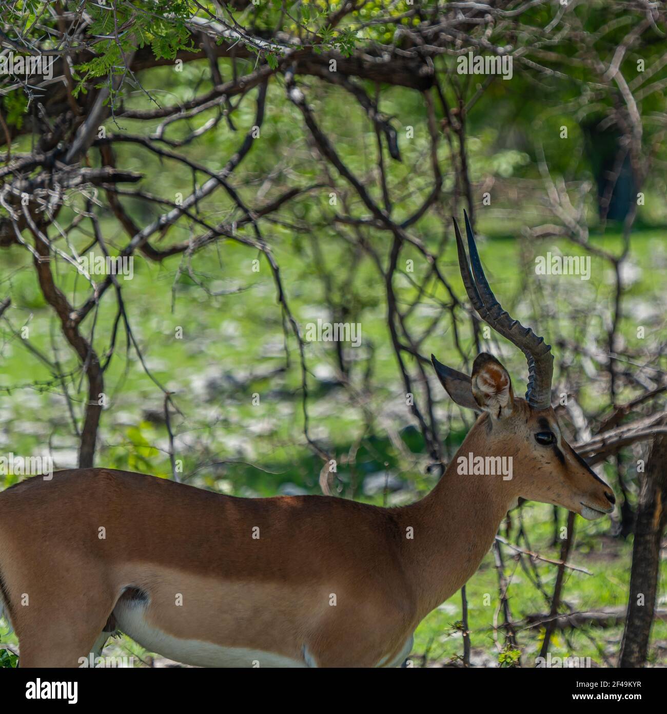 Black Face Impala High Resolution Stock Photography and Images - Alamy