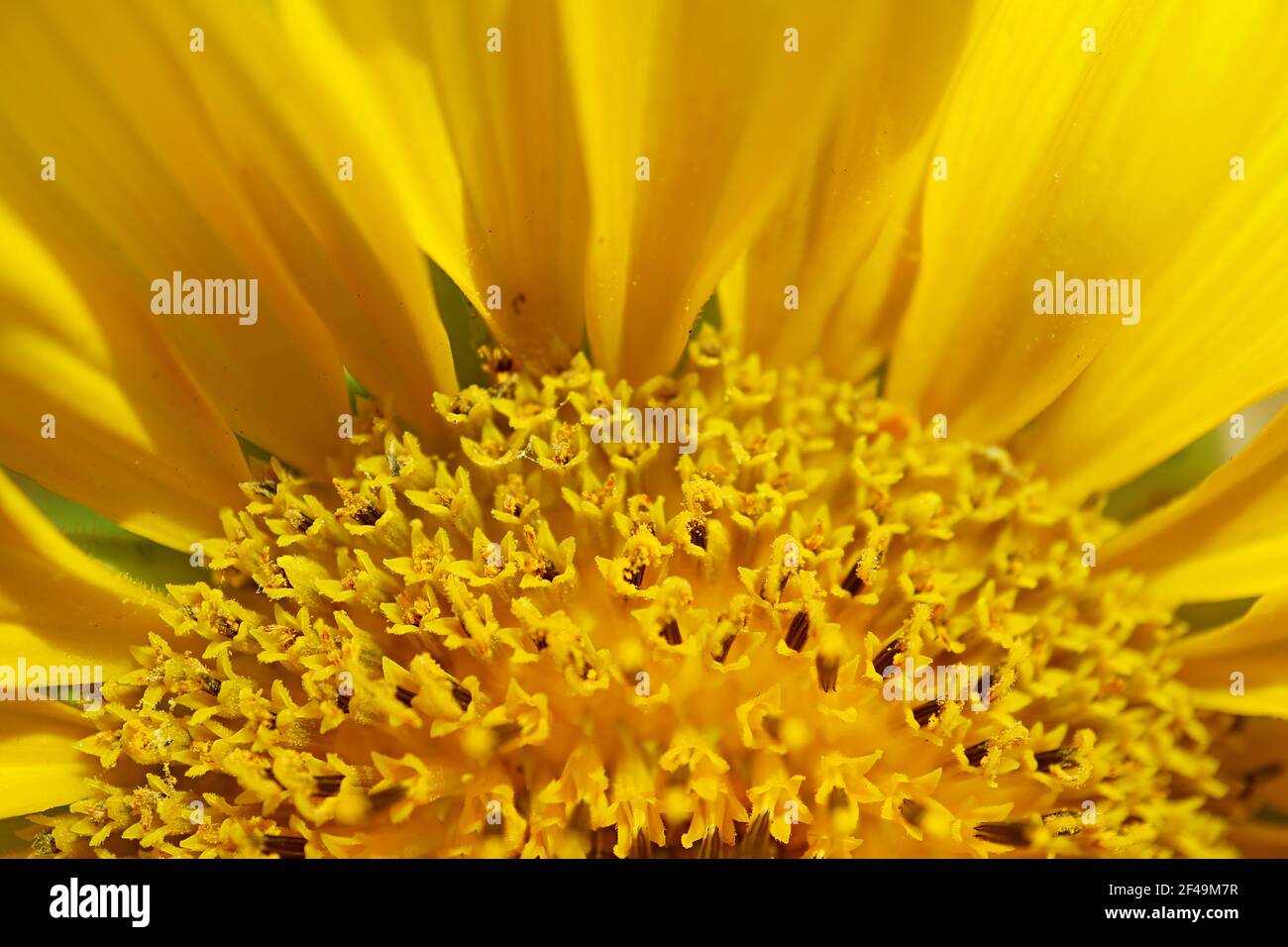 Ray florets hires stock photography and images Alamy
