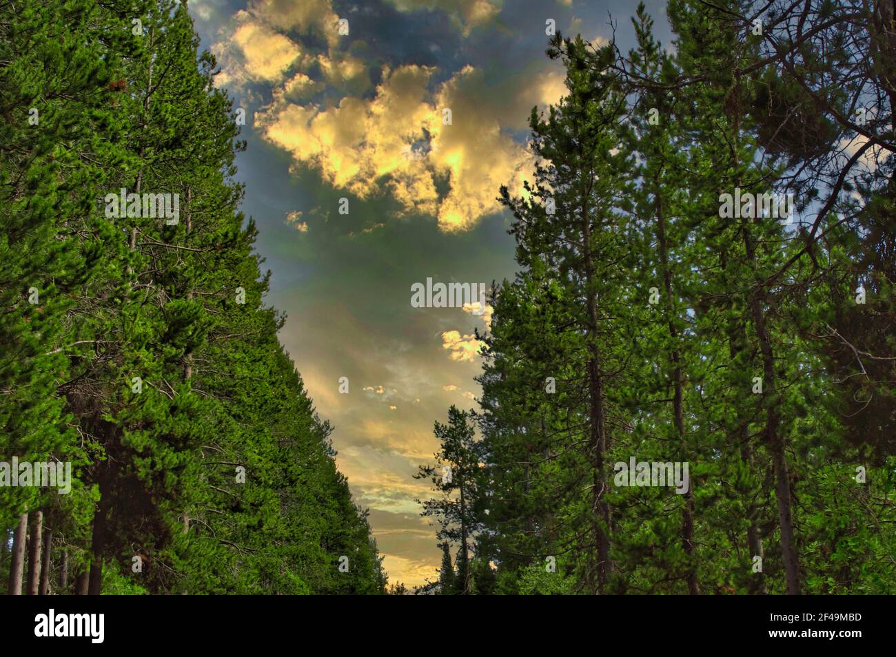 Woods low angle view hi-res stock photography and images - Alamy