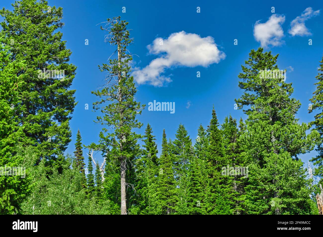 A landscape of pine trees in the forest under a blue cloudy sky Stock ...