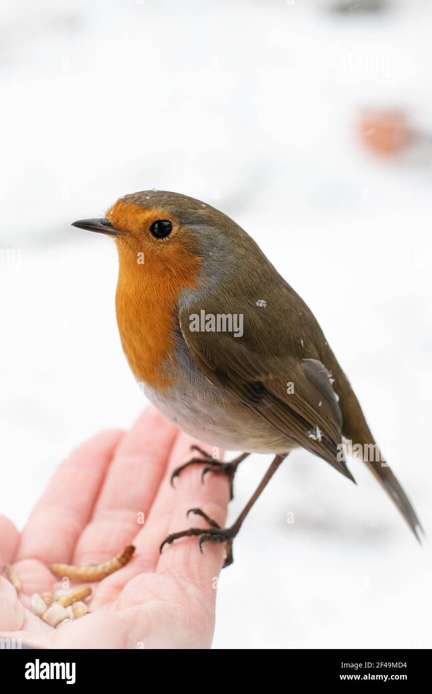 Profile close-up of a tame bird, a British robin in a snowing winter garden, perched on outstretched hand feeding on sunflower seeds and mealworms. Stock Photo
