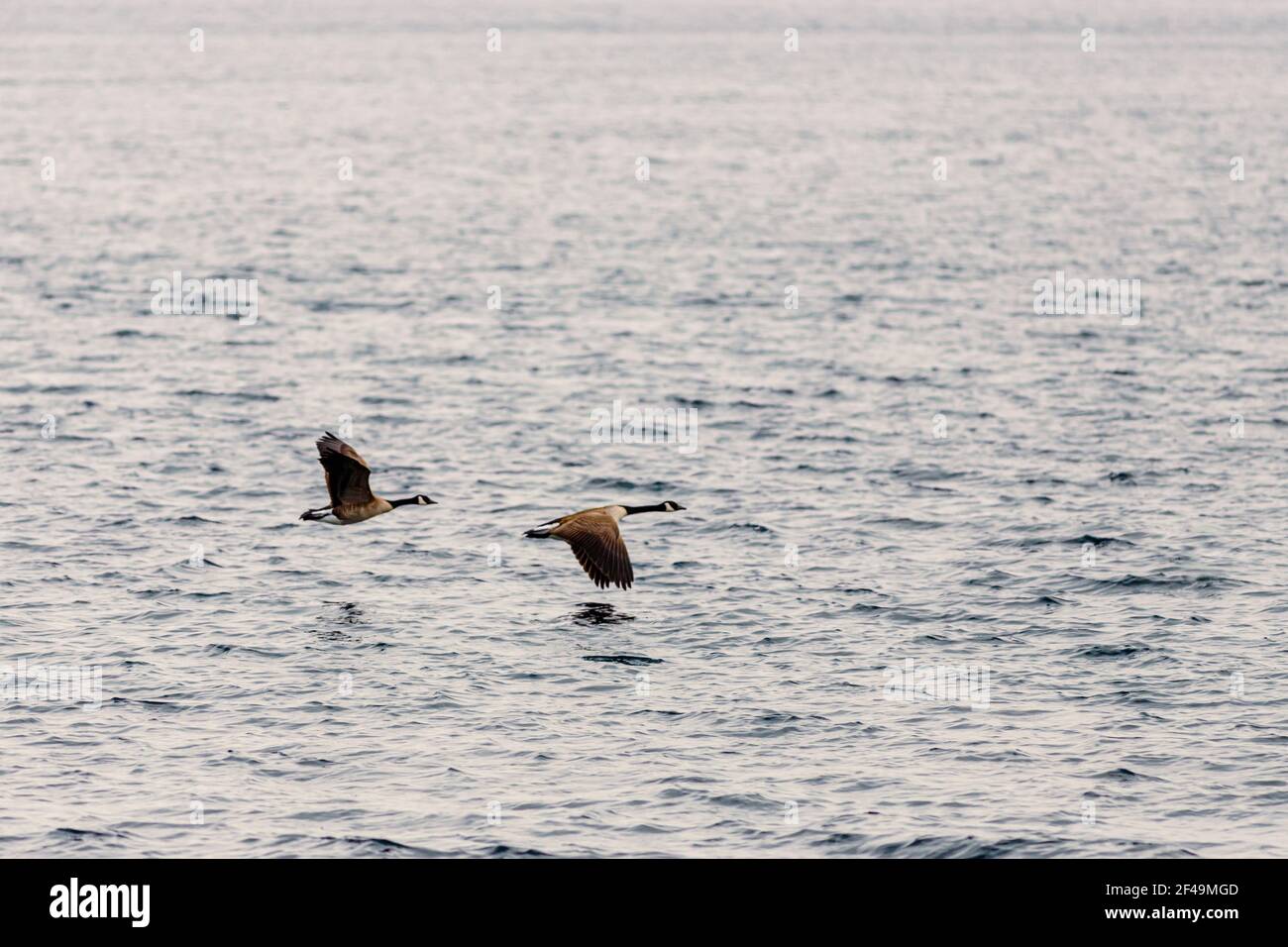 Two Canada geese are flying along a river. The pair of birds fly low