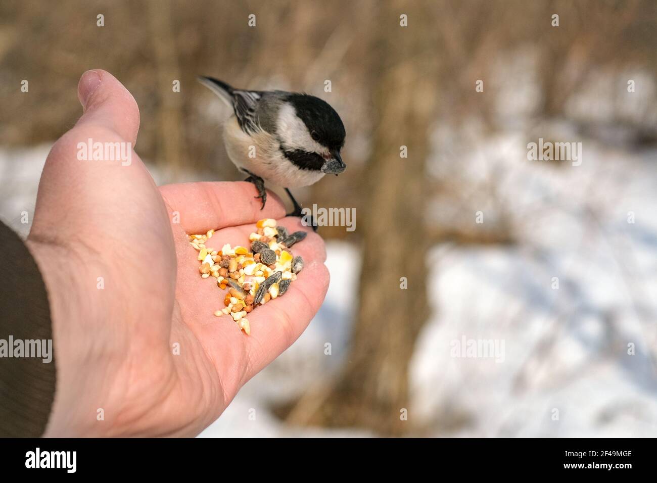 A black-capped chickadee picks up a sunflower seed with its beak while perched on a human hand. The hand offers birdseed to the wild bird. Stock Photo