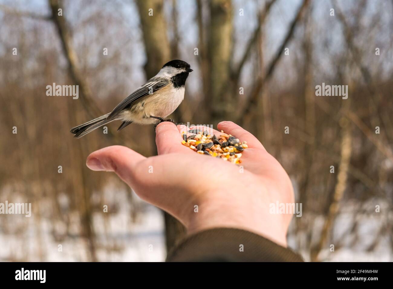 A black-capped chickadee is perched on an outstretched hand holding birdseed in a winter scene. Stock Photo
