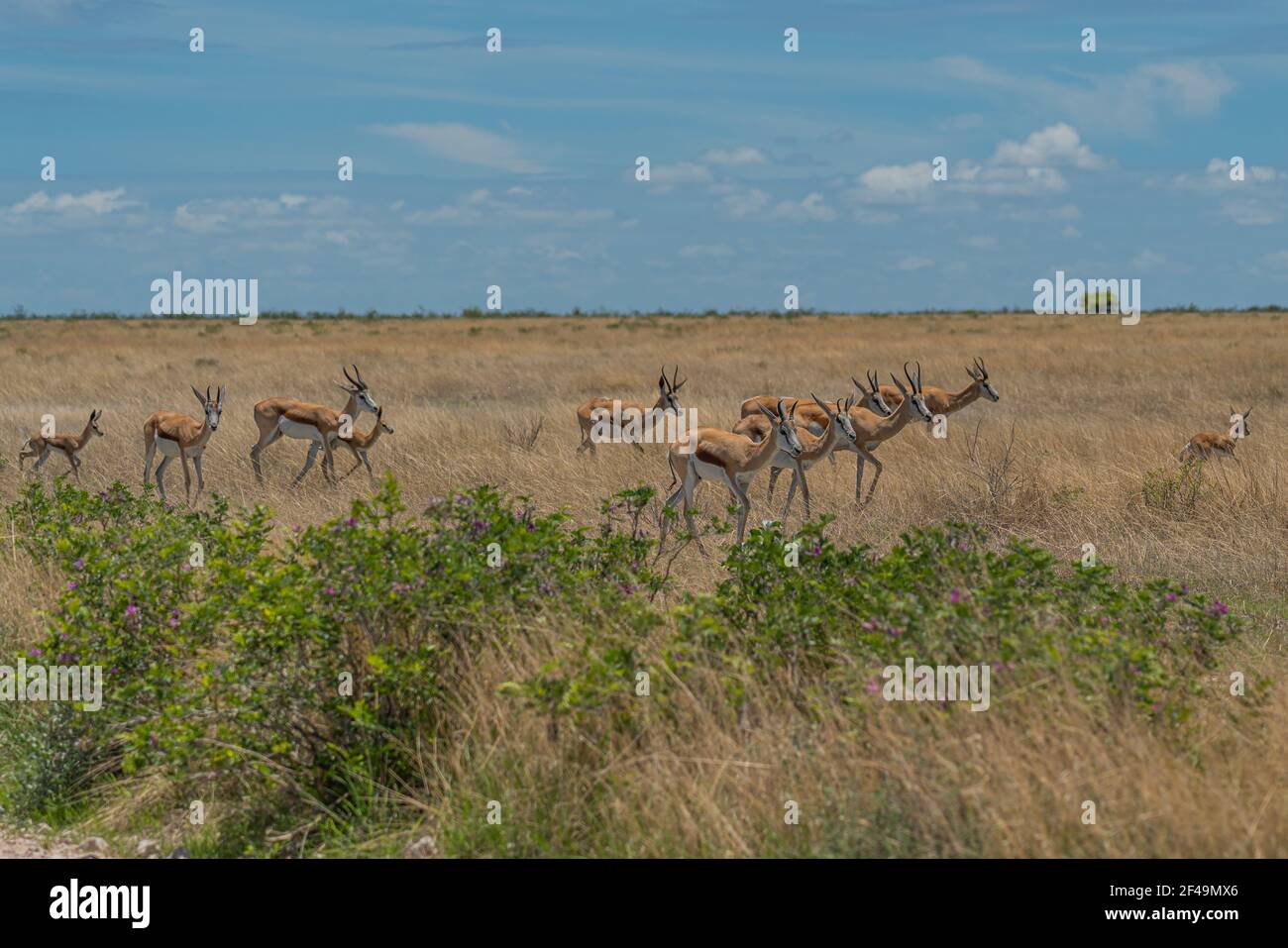 The springbok medium-sized antelope in the savanna at the Etosha Pan. Etosha National Park, Namibia Stock Photo