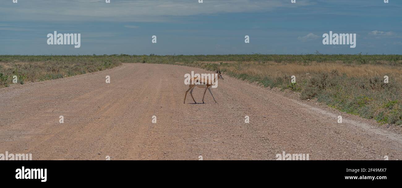 The springbok medium-sized antelope cross the street at the Etosha Pan. Etosha National Park, Namibia Stock Photo