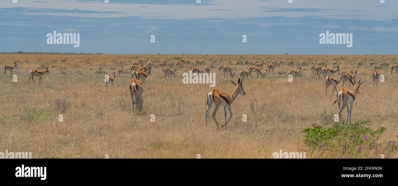 The springbok medium-sized antelope in the savanna at the Etosha Pan. Etosha National Park, Namibia Stock Photo
