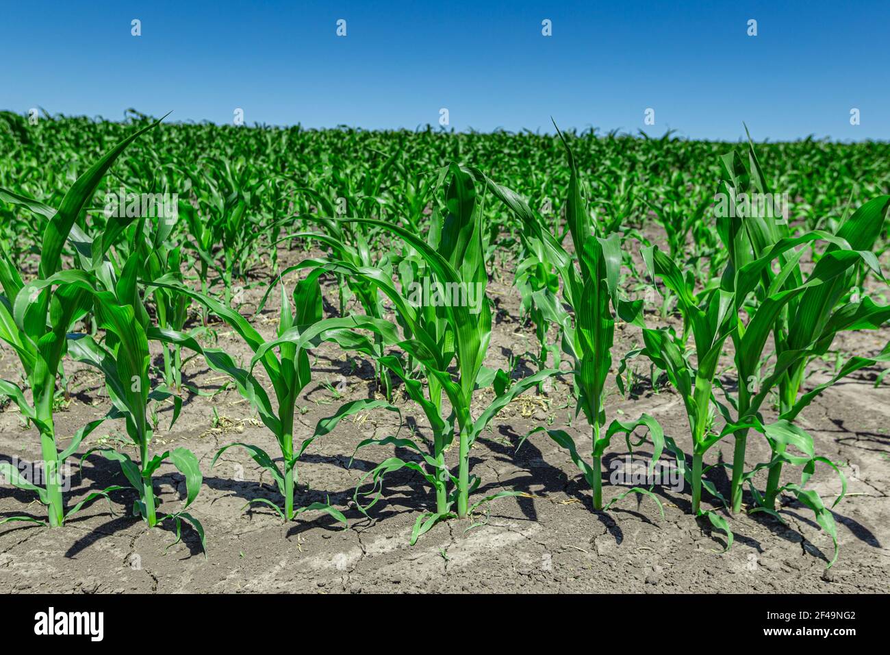 Green field of young corn with clean rows Stock Photo